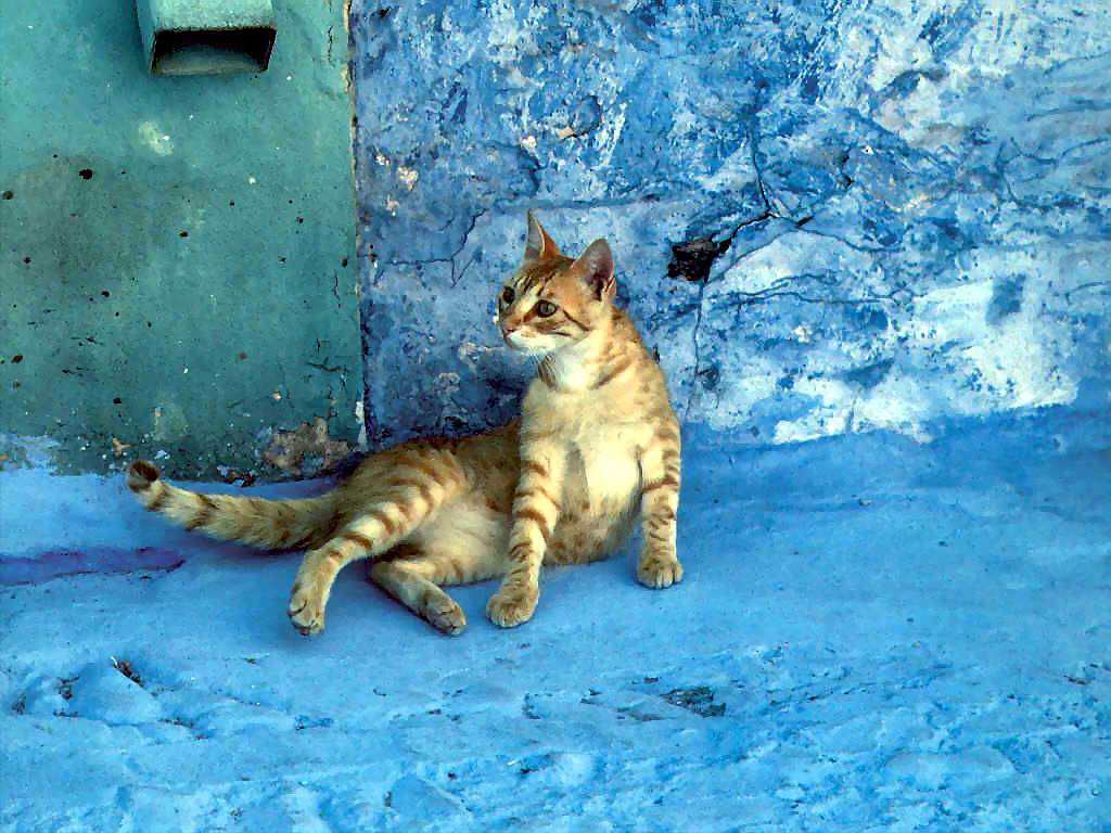 Gatti (256)